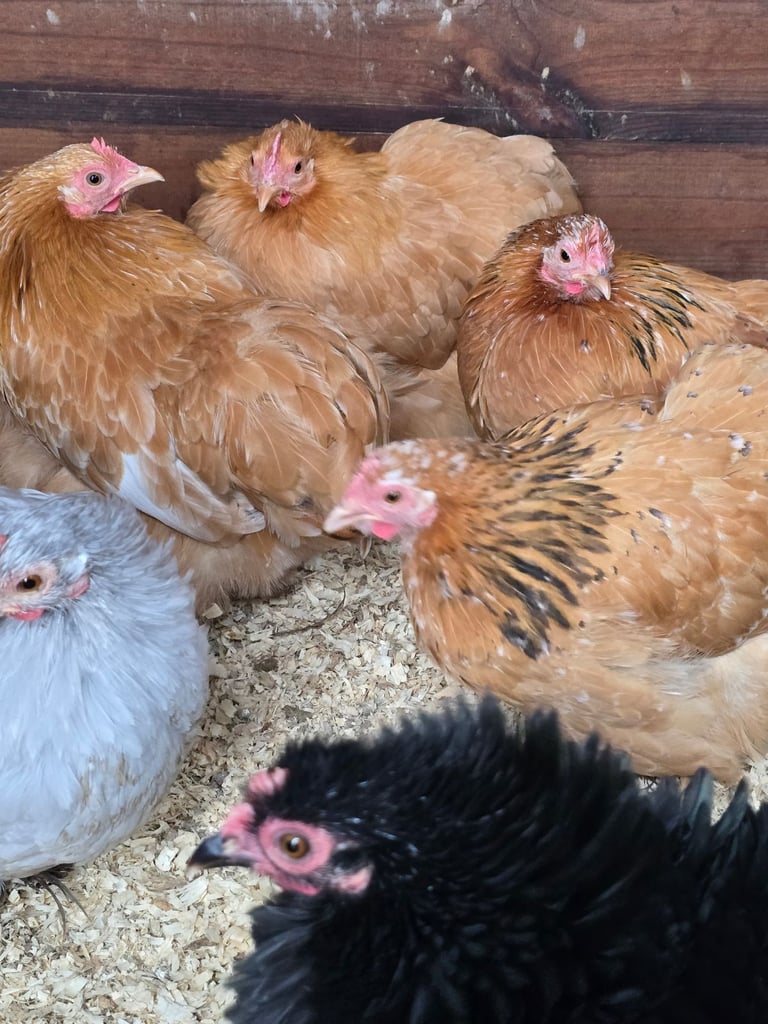 Pekin Bantams POL