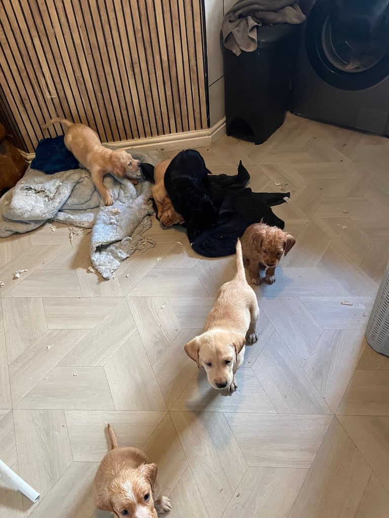 Labrador puppies last girl 