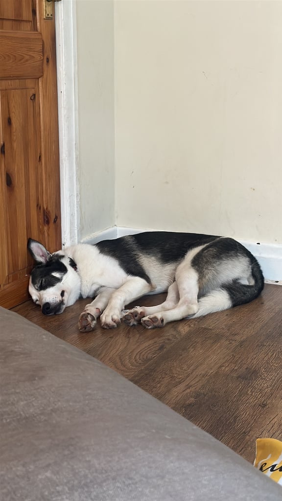 Male husky 