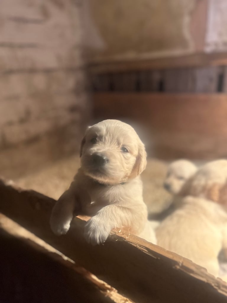 Golden retriever pups 