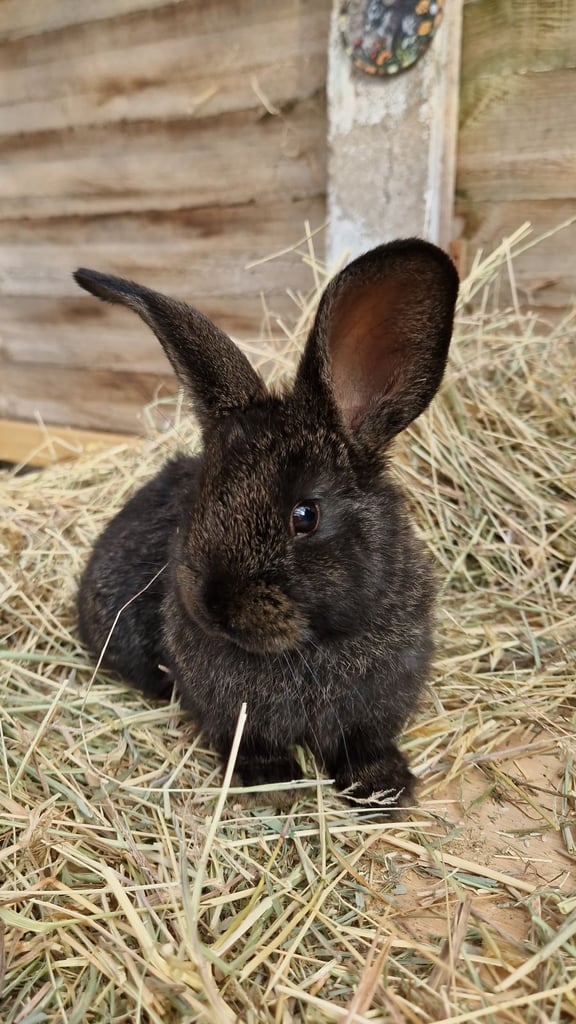 Gorgeous baby rabbits looking for their loving homes