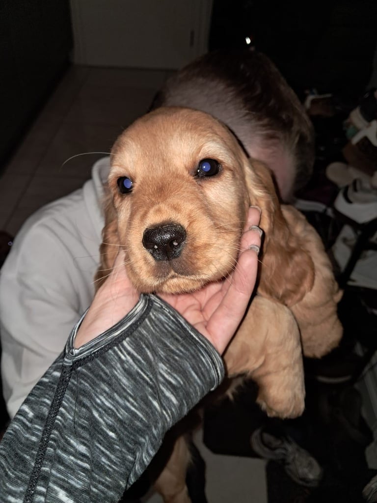 Cocker spaniel pups for sale