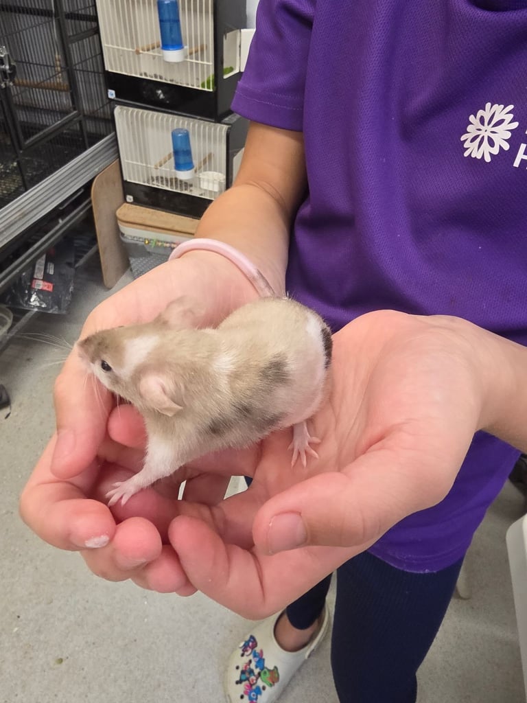 image for Fancy mice 