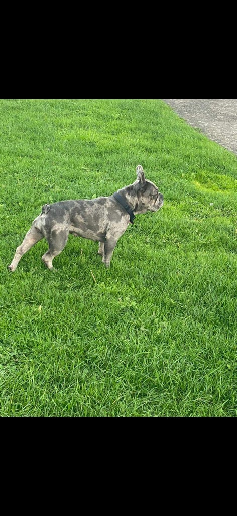 FEMALE FRENCH BULLDOG 