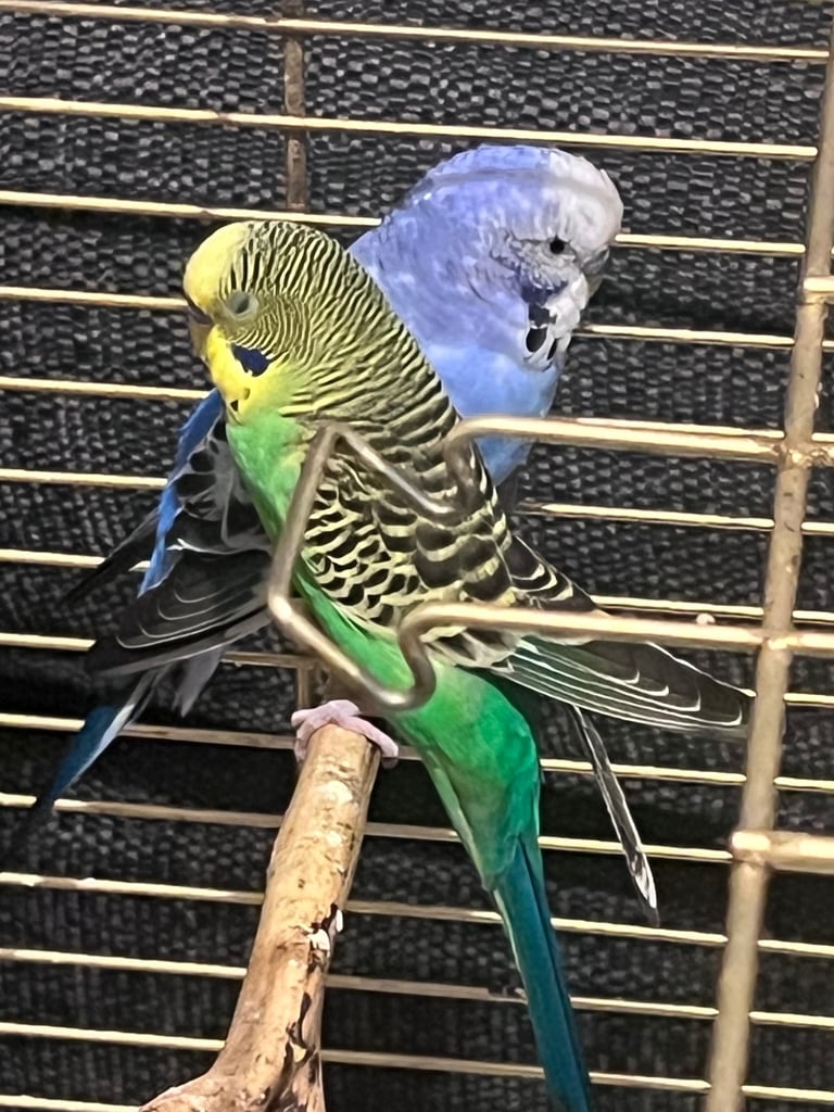 budgies for sale