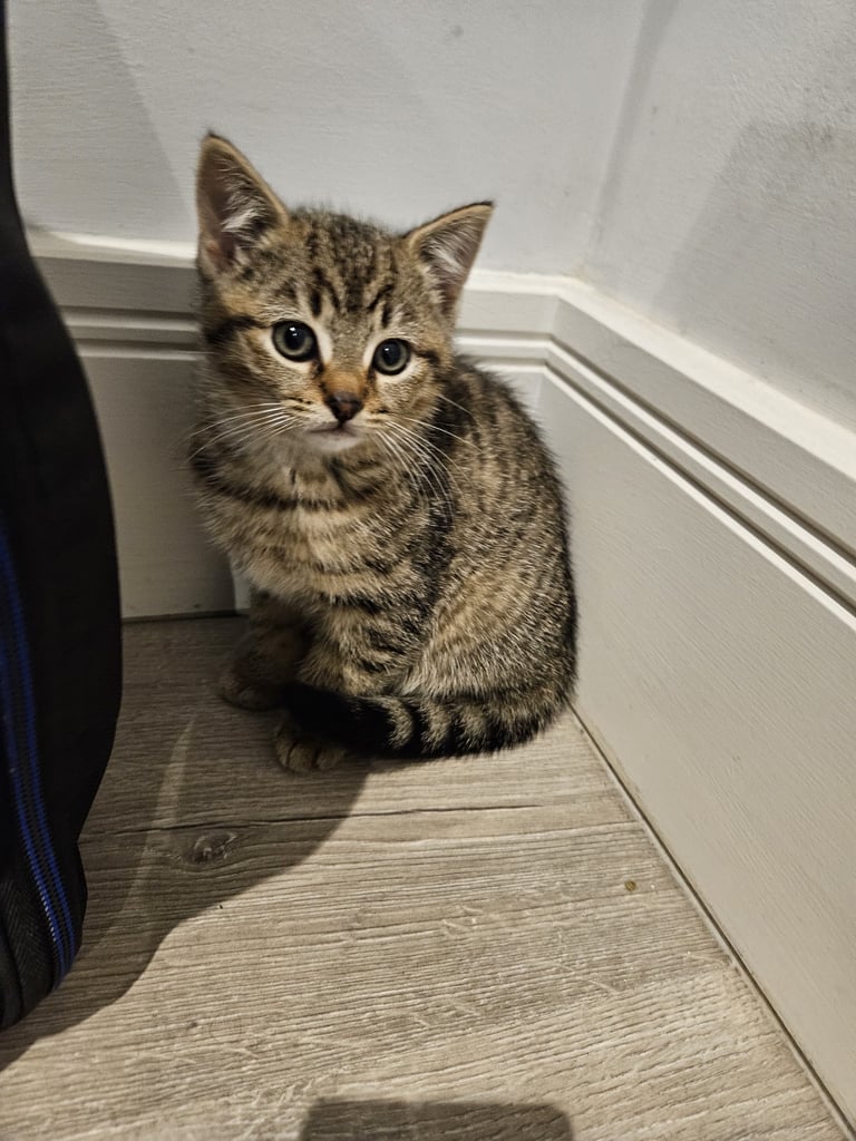 3x mixed bengal kittens 