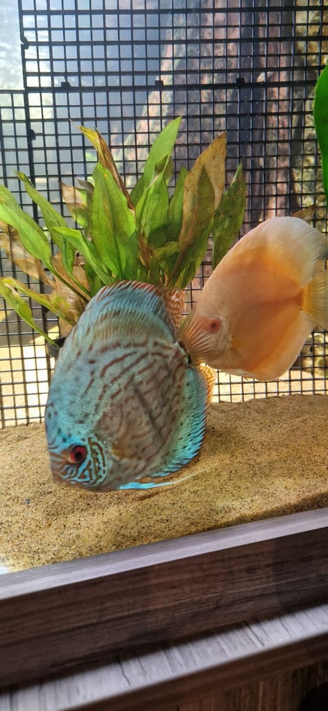 Discus pair for sale £150