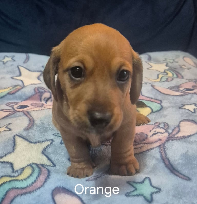 Jack Russel x Dachshund Puppies 