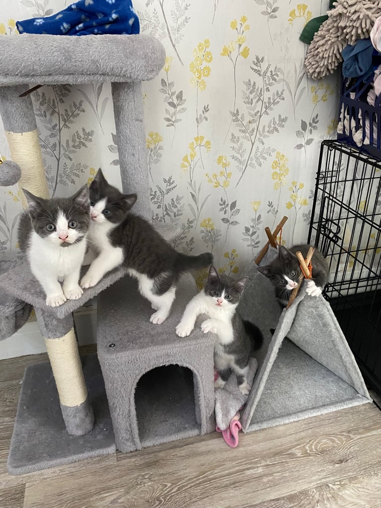 image for British short hair x tabby 