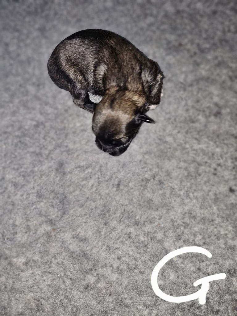 Lhasa apso pups 
