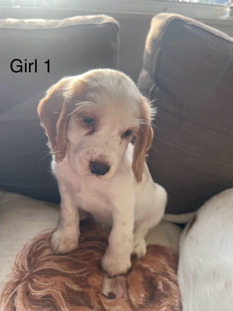 Cocker spaniel pup