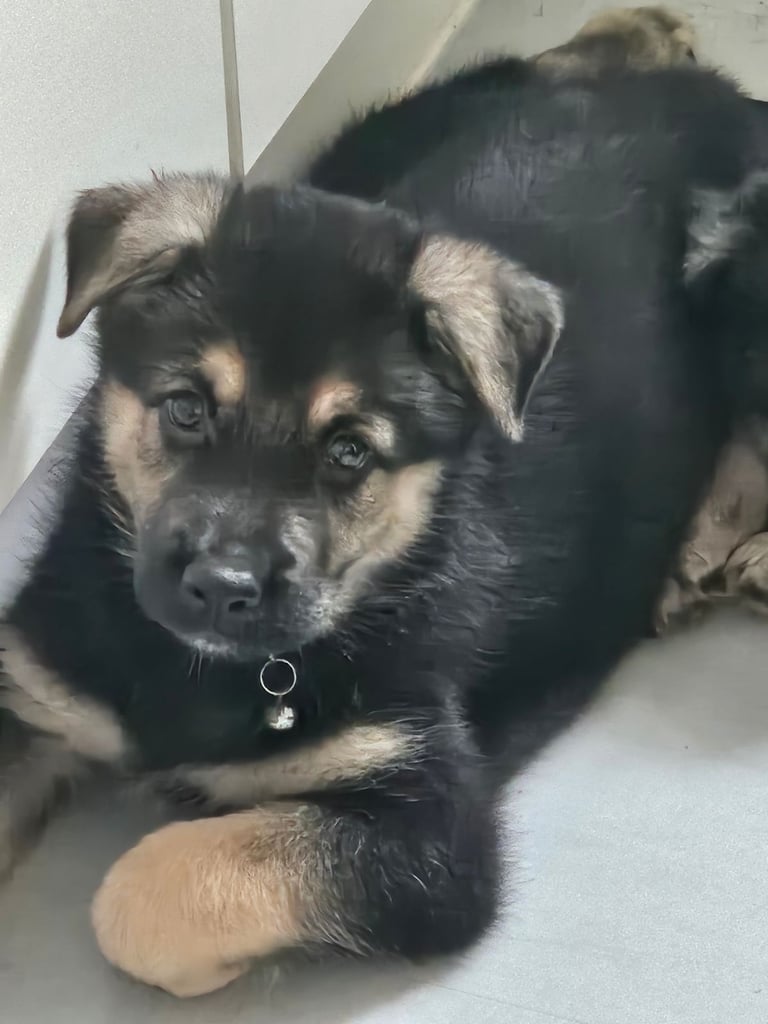 German Shepherds Boy