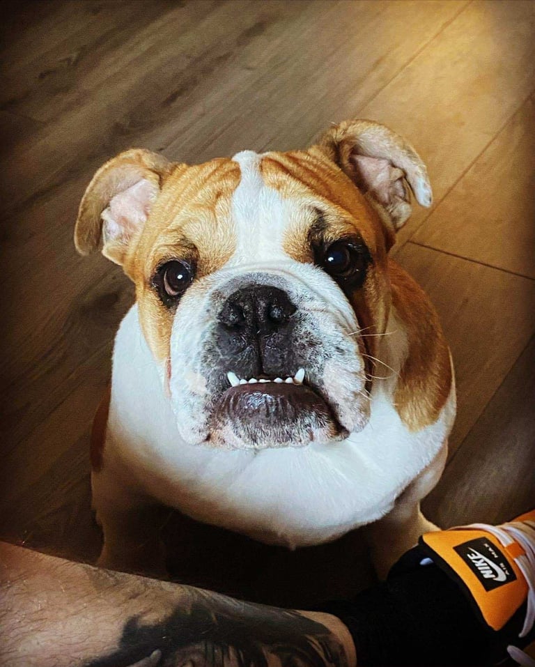 British bulldog