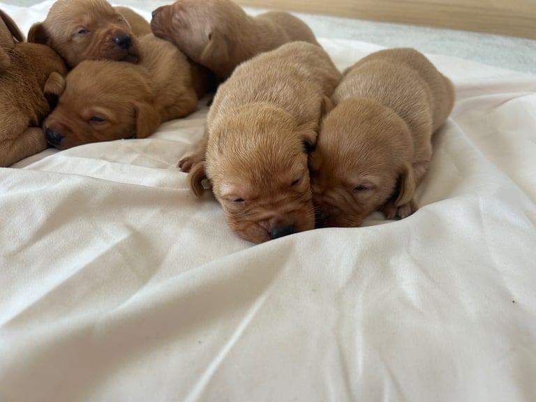Fox red Labrador