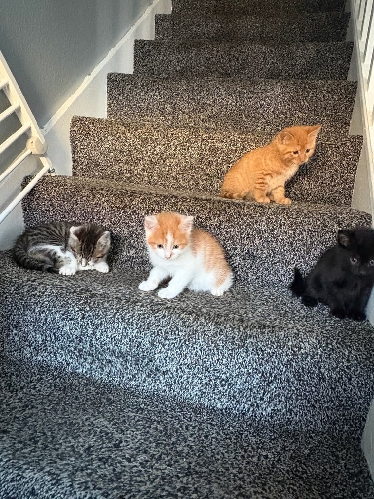 6 kittens looking for there forever homes 