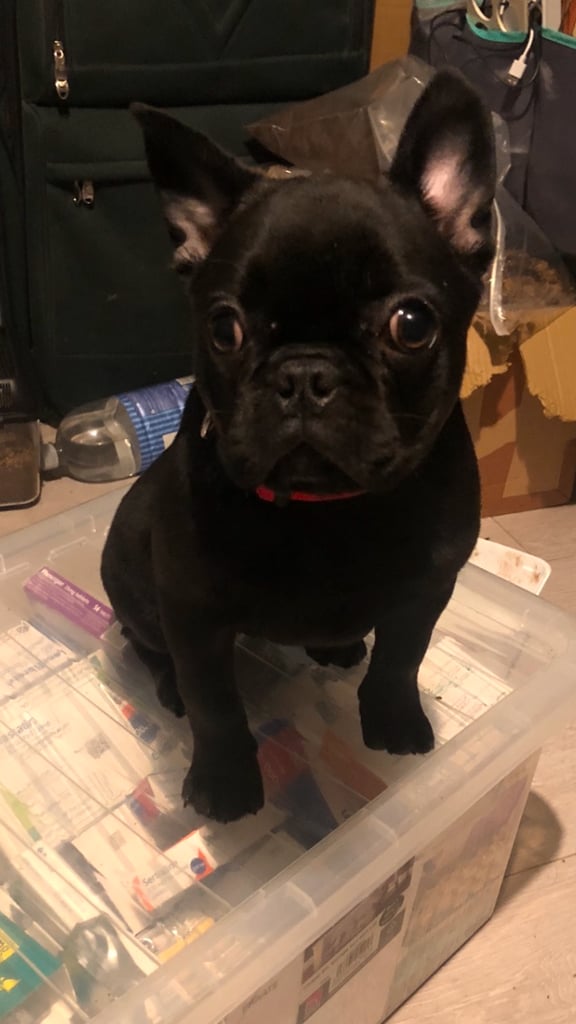 2 frugs need loving home together 