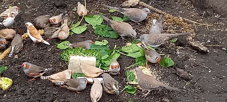 image for Aviary birds and Aviary 