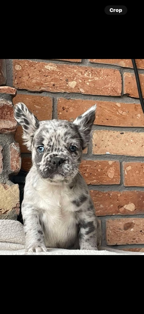 Fluffy Frenchie