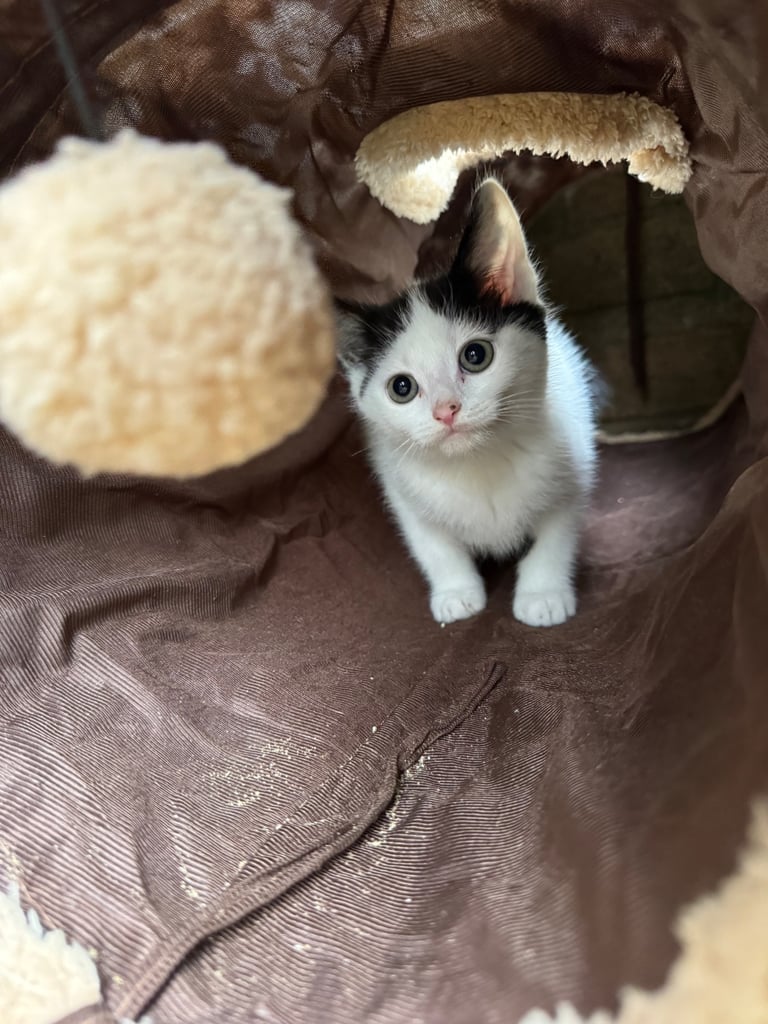 Two adorable 8-week-old European shorthair kittens – playful male duo! 🐱