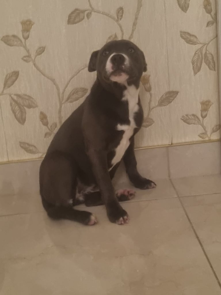 Staffordshire bull terrier kc 