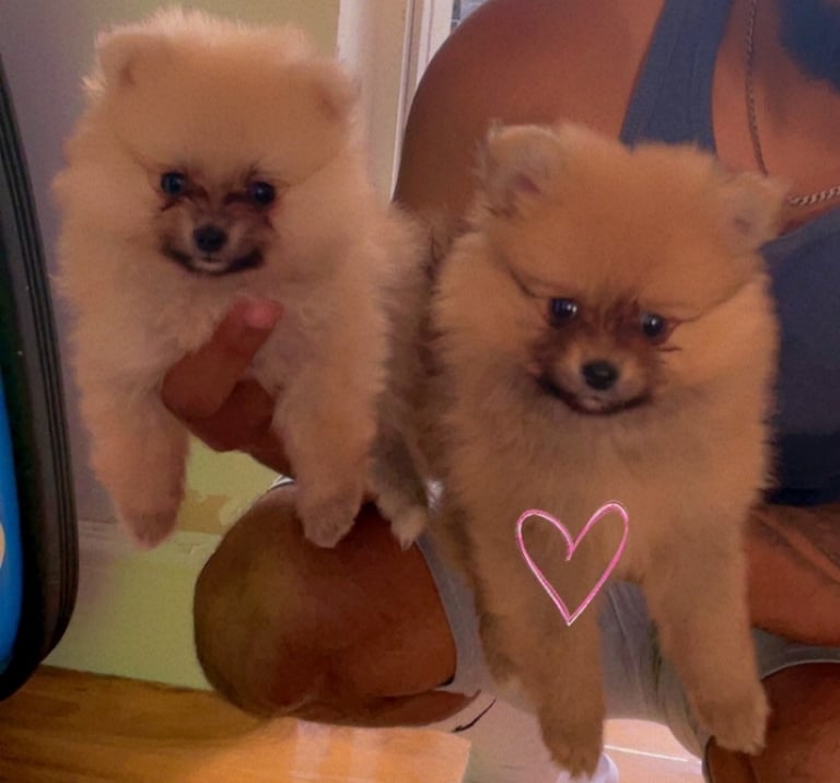 image for Pomeranian Puppies for Sale – Ready for Their Forever Homes