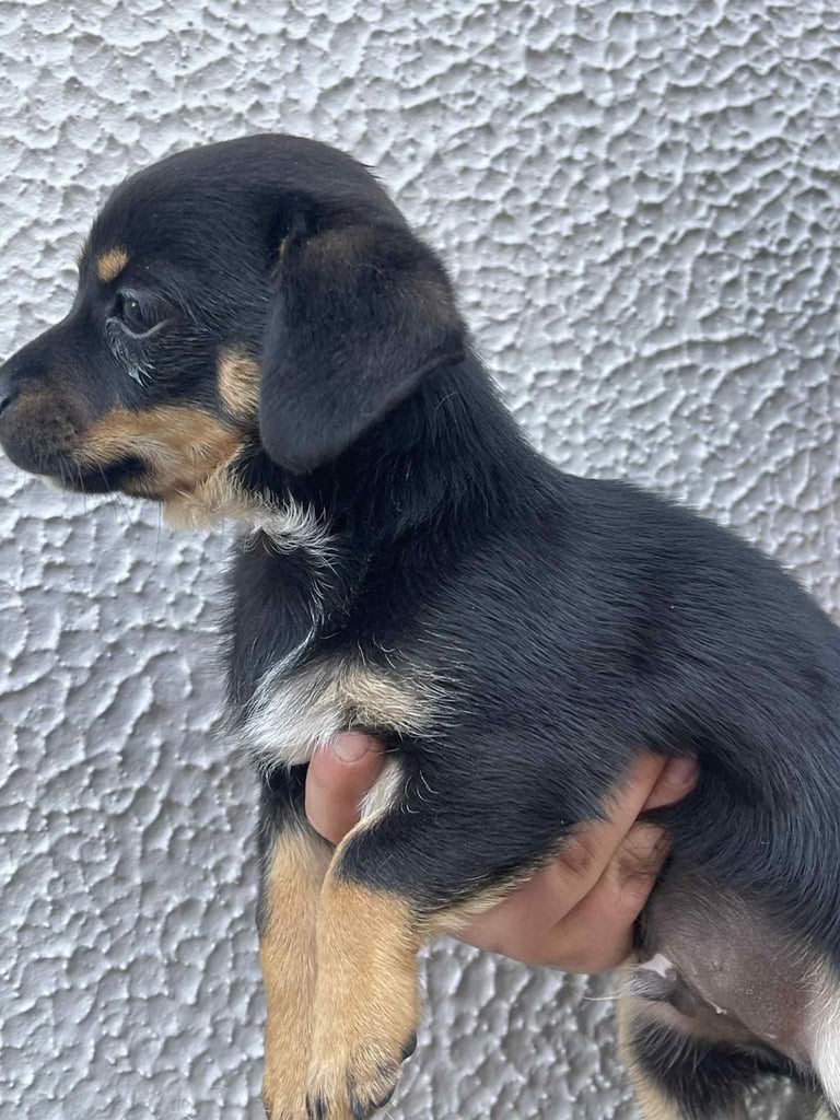 jackhuahua