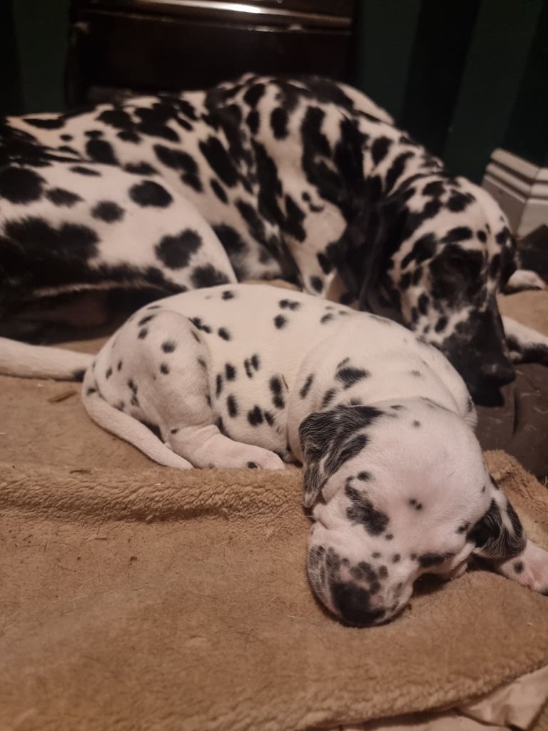 Dalmatian pup