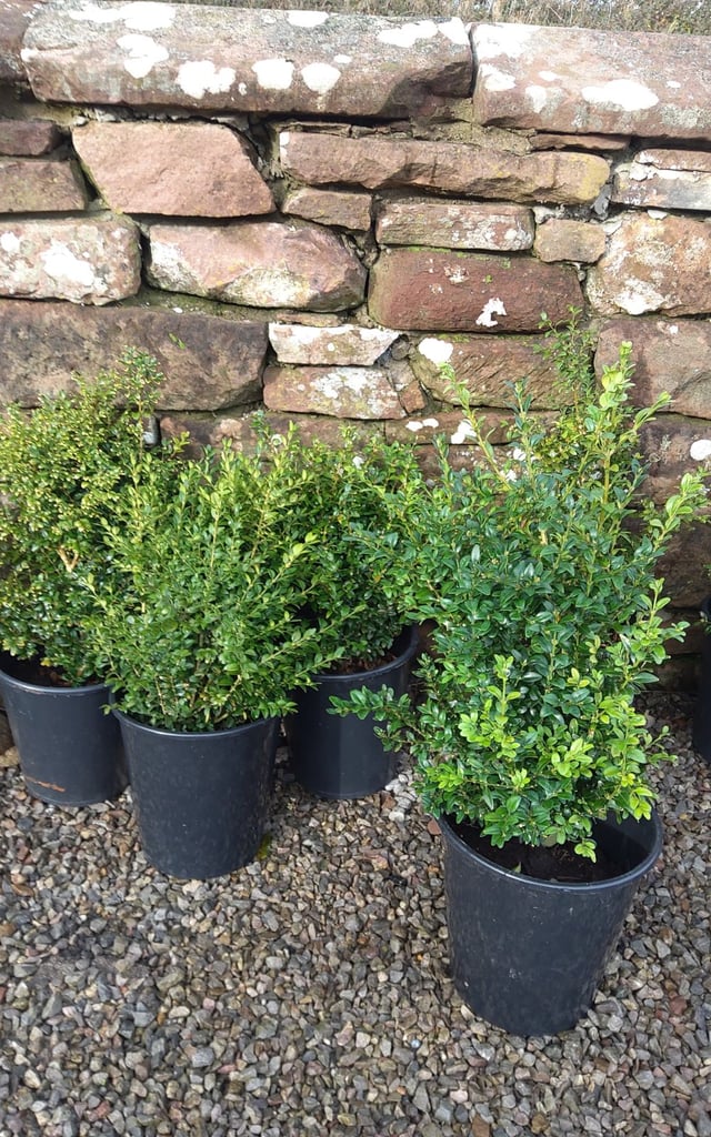 image for Box Hedge Plants in Pots