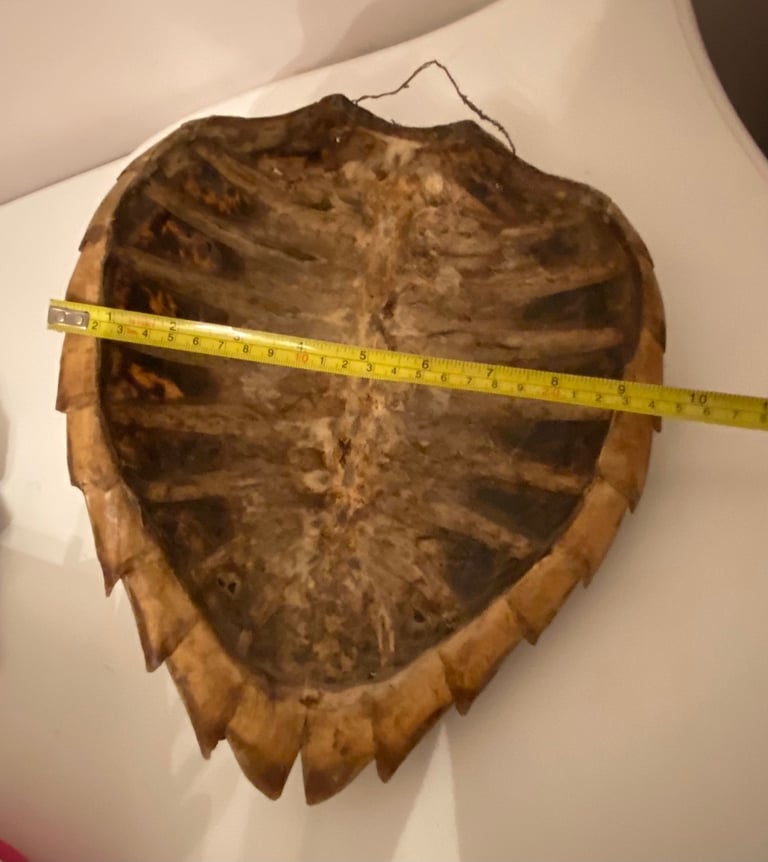 Vintage taxidermy shell