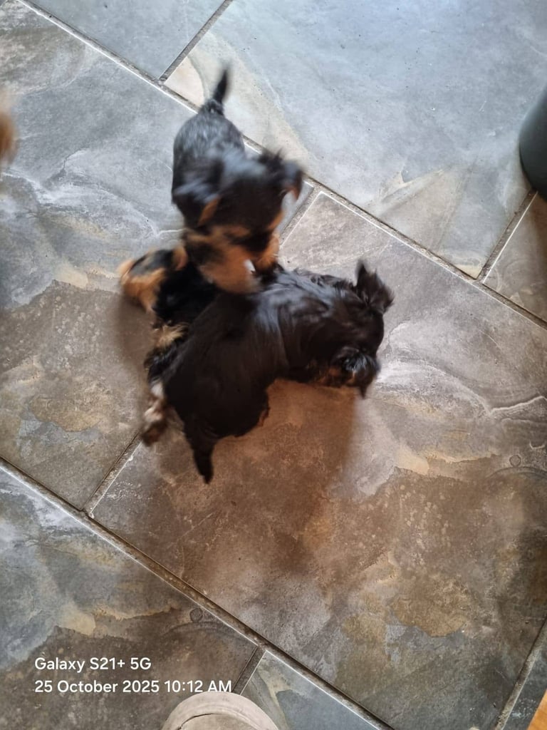 Yorkshire terrier pups 