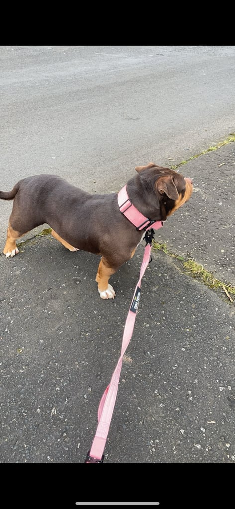 Pocket bully 