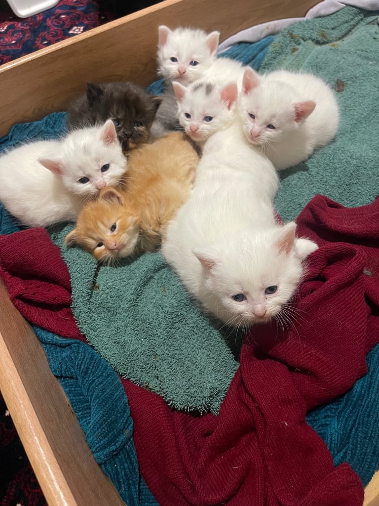 8 gorgeous kittens for sale (reservation)
