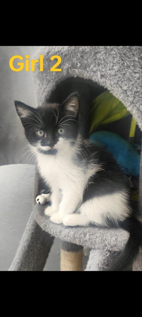 Kittens ready 3 girls 1 boy 