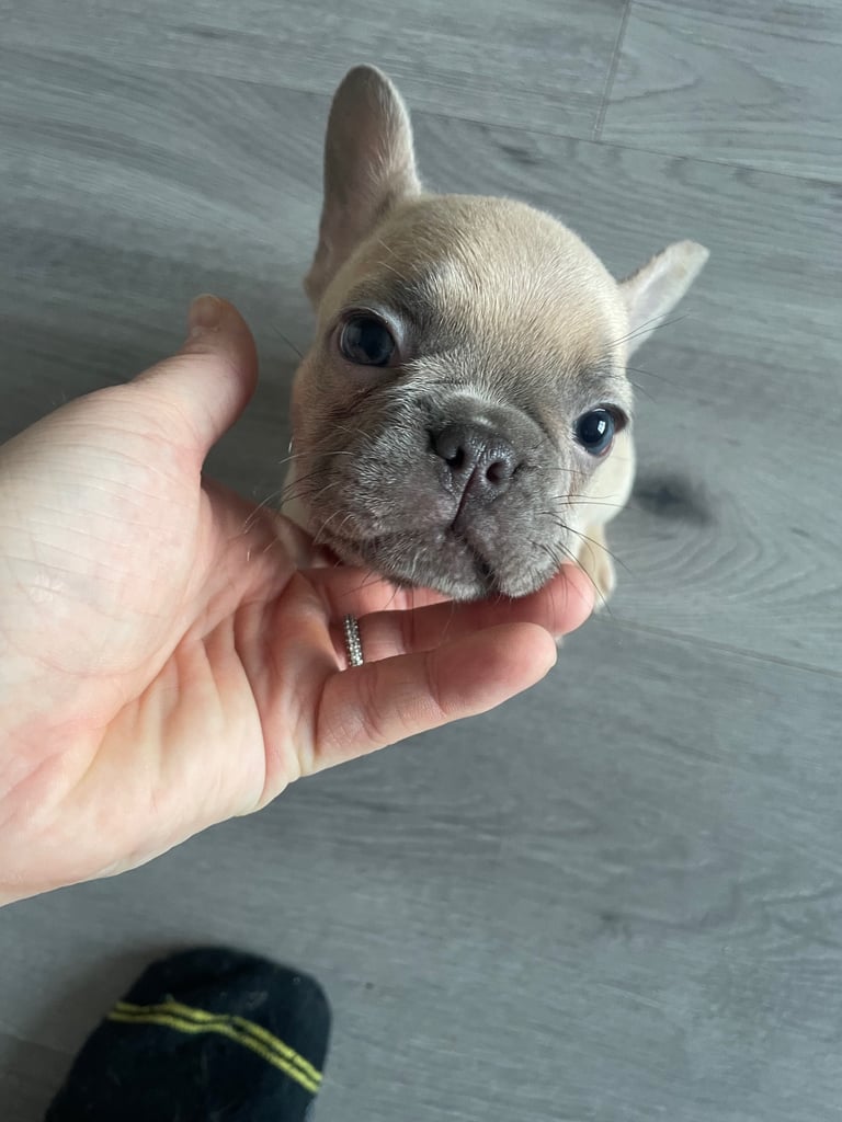 French bull dog 7 week old puppies 