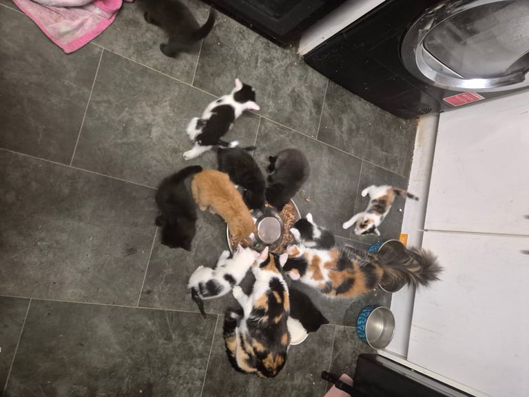 Gorgous kittens long & short haired