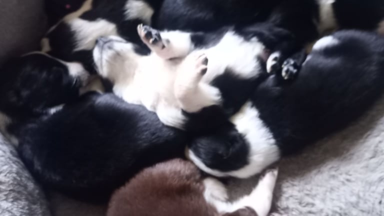Collie puppies for sale 