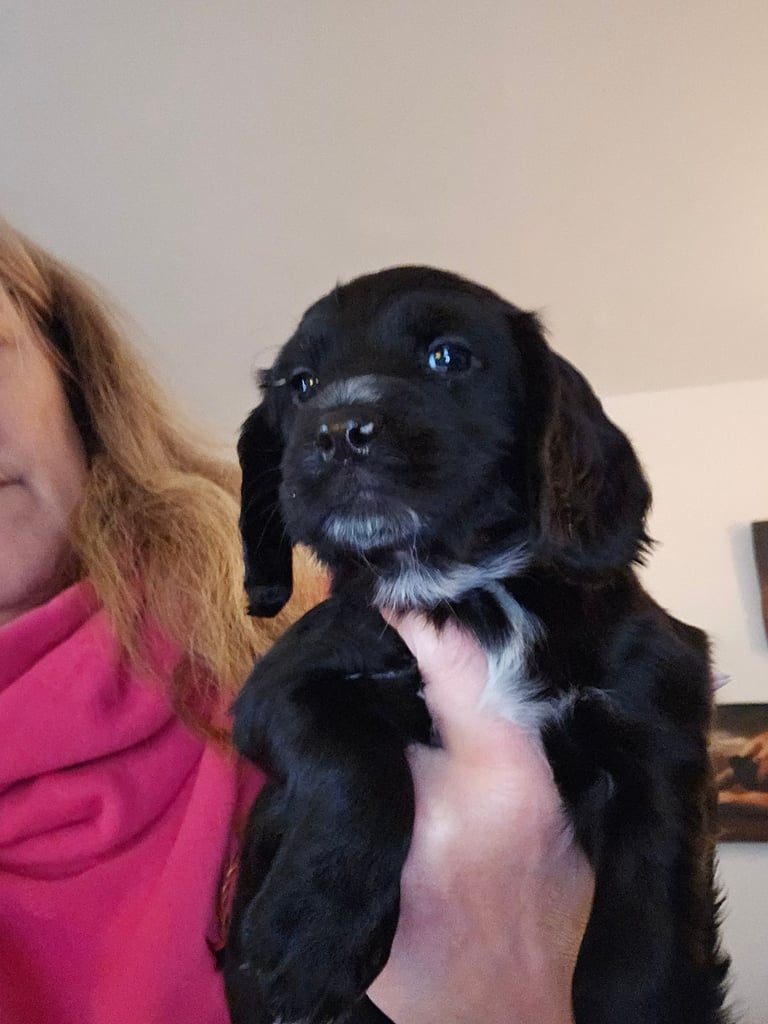 Cocker spaniel pups for sale 