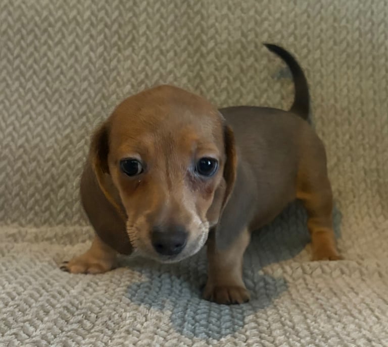 Genuine miniature dachshunds 