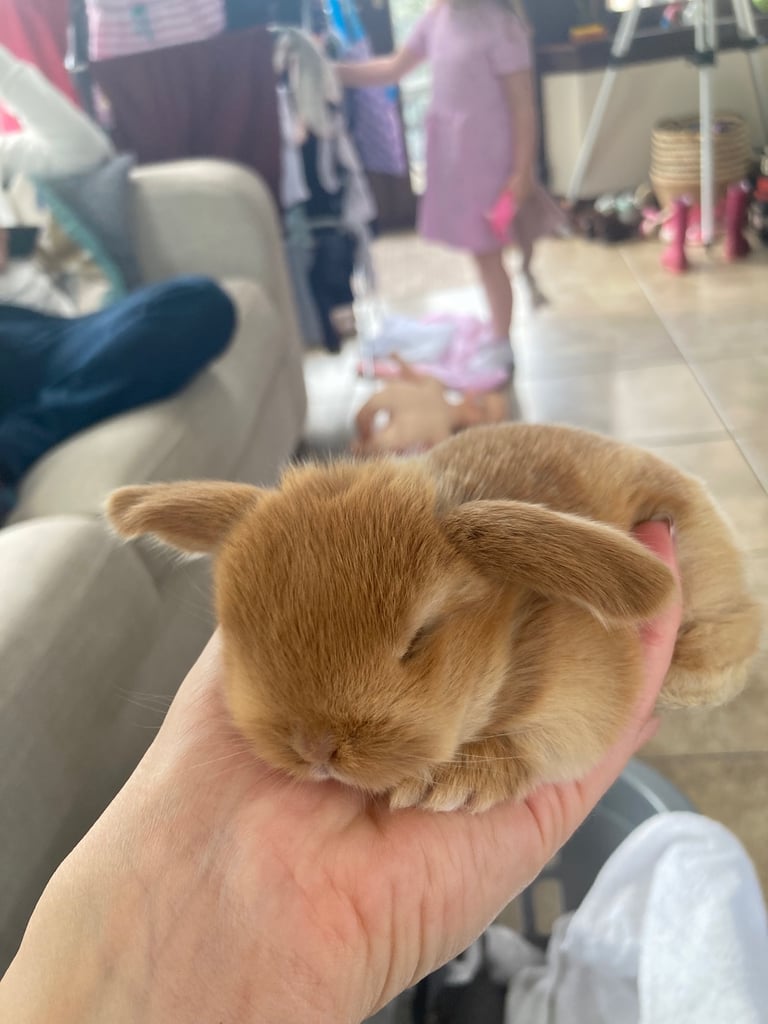 Baby mini lop bunnies 