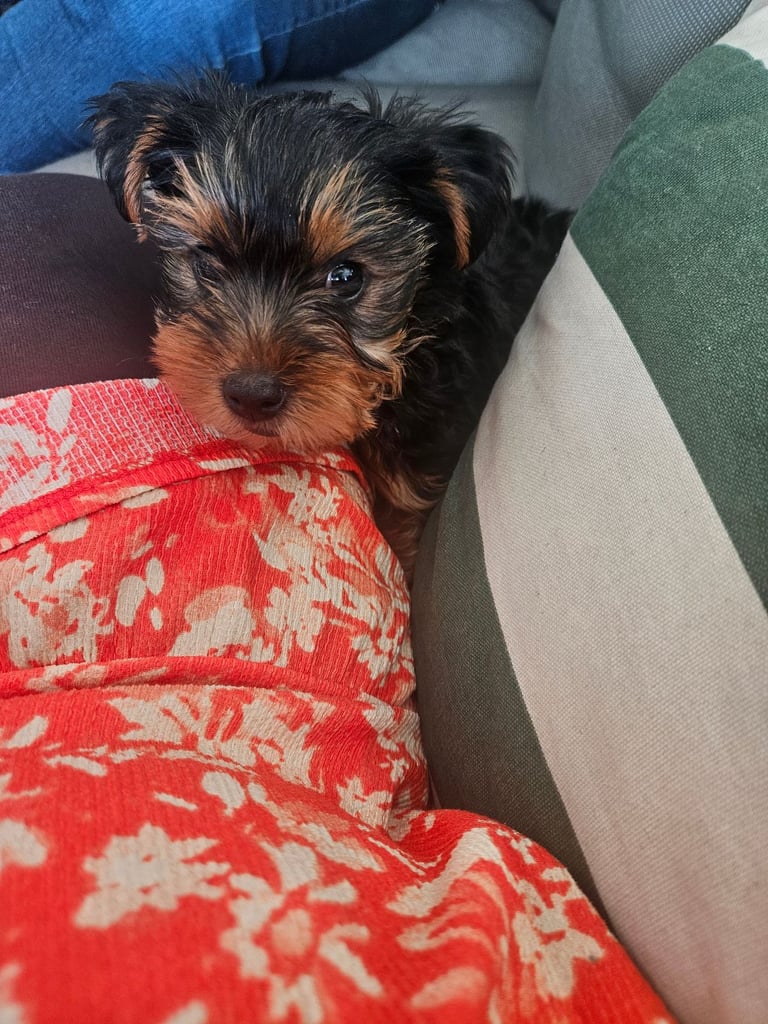 image for Yorkie puppy 750 ono