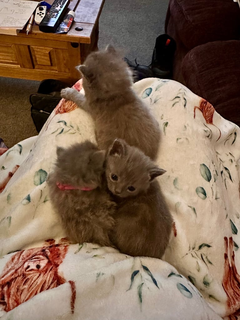British blue kittens
