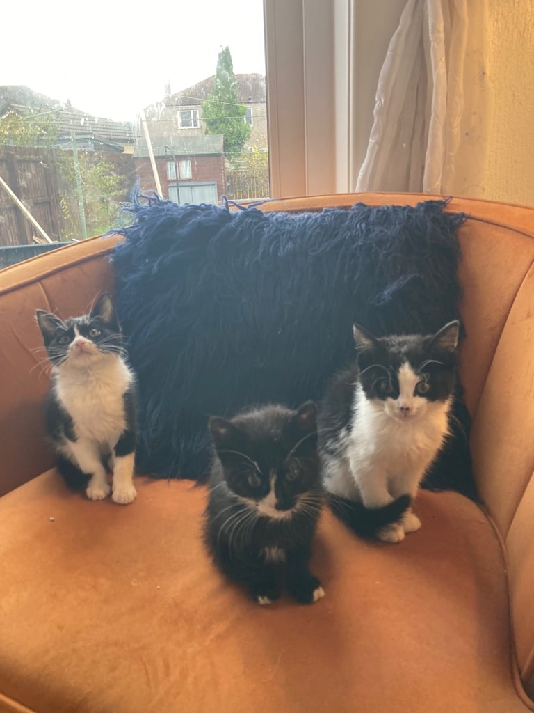 Adorable kittens looking for a good home 