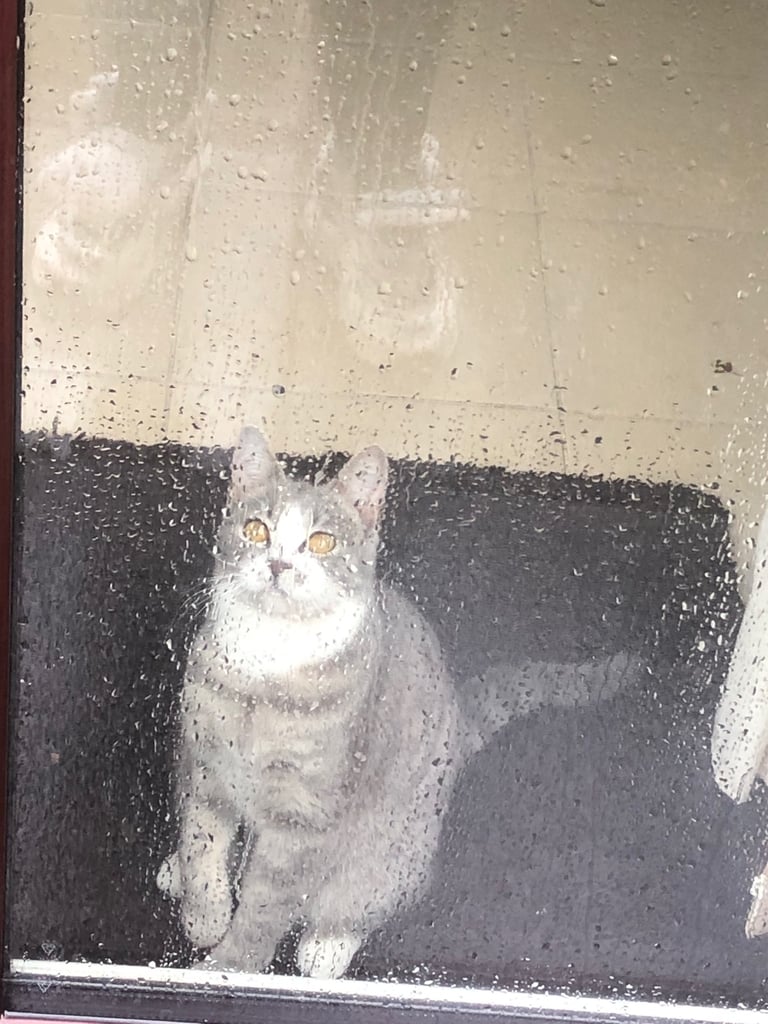 Female kitten looking for 5 star home 