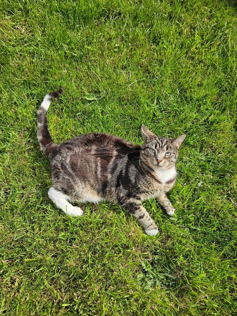 Friendly Female tabby cat looking for a new home