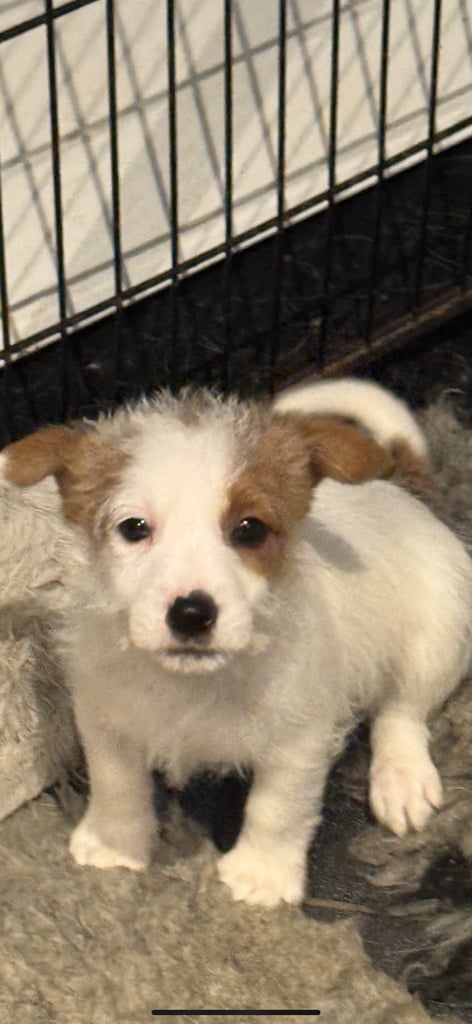 Stunning Jack Russell  pup