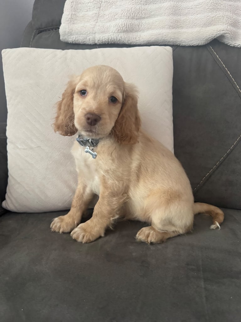 10 week old cockapoo 