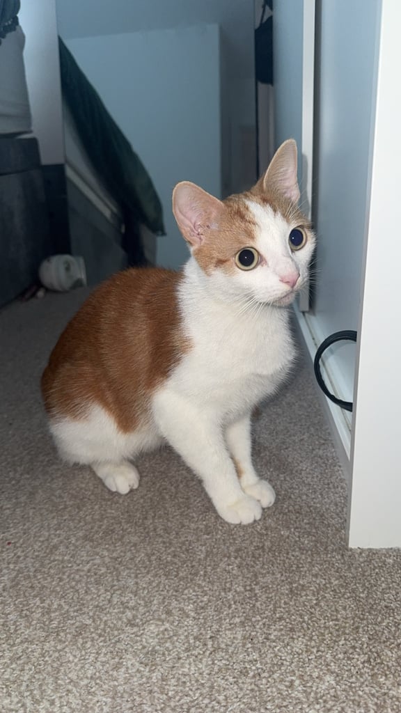 Ginger female cat for sale 