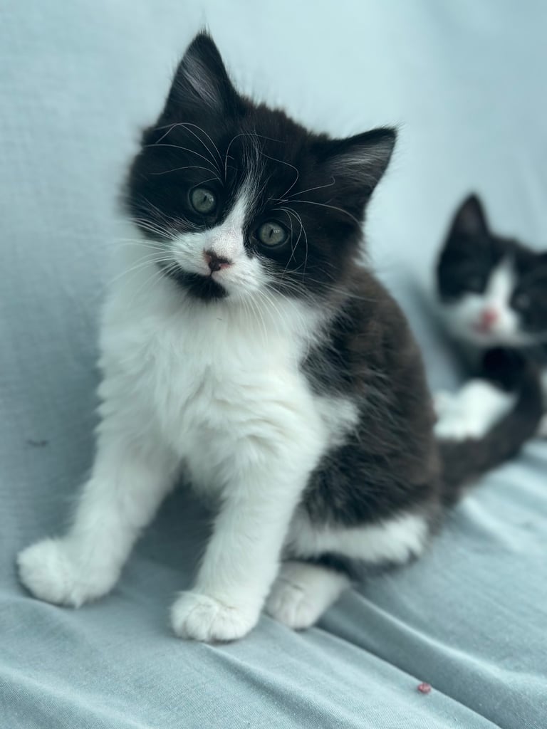 Kittens For Sale (2 Months)
