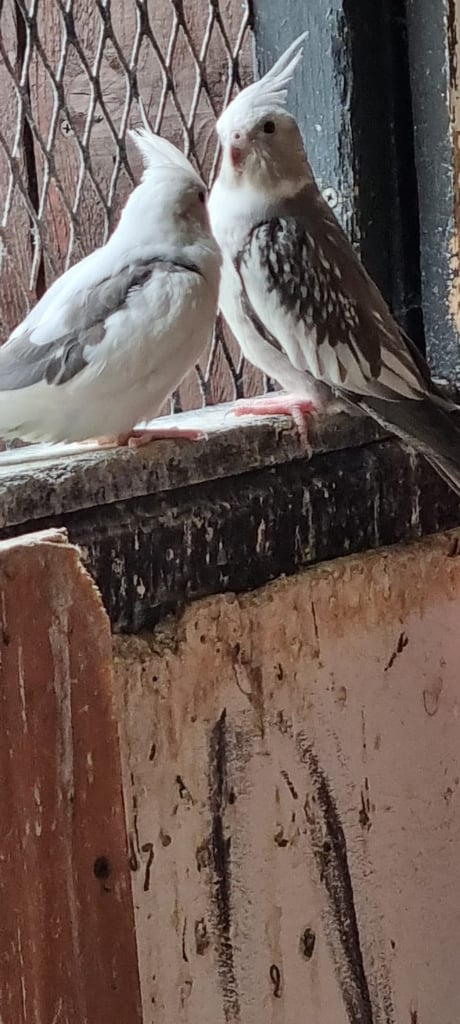 image for Cockatiels for sale 