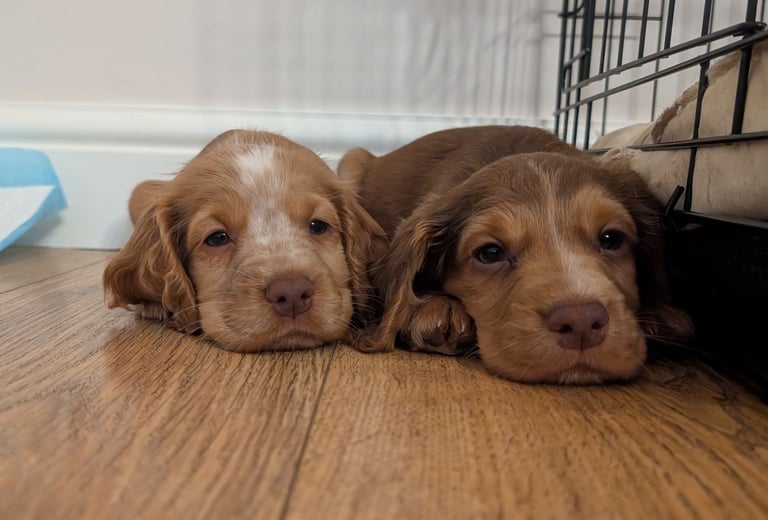 Stunning litter of Cocker Spaniel Puppies